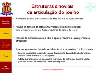 Anatomia do membro inferior
Estruturas sinoviais
da articulação do joelho
Estruturas
superficiais
Quadril
Coxa e
articulação
do joelho
Perna
Pé e
tornozelo
●
Membrana sinovial extensa reveste a face interna da cápsula fibrosa
●
Fixação na periferia da patela e nas margens dos meniscos (discos
fibrocartilagíneos entre as faces articulares da tíbia e do femur)
●
Reflexão da membrana entre a tíbia e a patela recobre o coxim gorduroso
infrapatelar
●
Recessos geram superficies de baixa fricção para os movimentos dos tendões
– Recesso subpoplíteo se estende póstero-lateralmente da cavidade articular entre o
menisco lateral e o tendão do m poplíteo
– A bolsa suprapatelar presa ao pequeno m articular do joelho, que traciona a bolsa
para fora da articulação durante a extensão do joelho
 