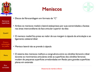 Anatomia do membro inferior
Meniscos
●
Discos de fibrocartilagem em formato de “C”
●
Ambos os meniscos medial e lateral estãopresos por suas extremidades a facetas
nas áreas intercondilares da face articular superior da tíbia
●
O menisco medial fica preso ao redor de sua margem à cápsula da articulação e ao
ligamento colateral tibial
●
Menisco lateral não se prende à cápsula
●
O sistema dos meniscos melhora a congruência entre os côndilos femoral e tibial
durante os movimentos articulares onde as superfícies dos côndilos femorais
mudam de pequenas superfícies arredondadas em flexão para grandes superfícies
planas em extensão
Estruturas
superficiais
Quadril
Coxa e
articulação
do joelho
Perna
Pé e
tornozelo
 