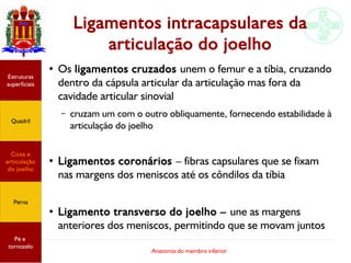 Anatomia do membro inferior
Ligamentos intracapsulares da
articulação do joelho
● Os ligamentos cruzados unem o femur e a tíbia, cruzando
dentro da cápsula articular da articulação mas fora da
cavidade articular sinovial
– cruzam um com o outro obliquamente, fornecendo estabilidade à
articulação do joelho
● Ligamentos coronários – fibras capsulares que se fixam
nas margens dos meniscos até os côndilos da tíbia
● Ligamento transverso do joelho – une as margens
anteriores dos meniscos, permitindo que se movam juntos
Estruturas
superficiais
Quadril
Coxa e
articulação
do joelho
Perna
Pé e
tornozelo
 