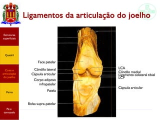 Anatomia do membro inferior
Ligamentos da articulação do joelho
Estruturas
superficiais
Quadril
Coxa e
articulação
do joelho
Perna
Pé e
tornozelo
Face patelar
Côndilo lateral
Cápsula articular
Corpo adiposo
infrapatelar
Patela
Bolsa supra-patelar
LCA
Côndilo medial
LCP
Ligamento colateral tibial
Cápsula articular
 