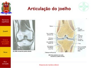 Anatomia do membro inferior
Articulação do joelho
Estruturas
superficiais
Quadril
Coxa e
articulação
do joelho
Perna
Pé e
tornozelo
 