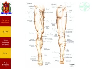 Anatomia do membro inferior
Estruturas
superficiais
Quadril
Coxa e
articulação
do joelho
Perna
Pé e
tornozelo
 