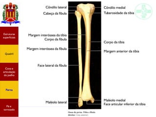 Anatomia do membro inferior
Estruturas
superficiais
Quadril
Coxa e
articulação
do joelho
Perna
Pé e
tornozelo
Côndilo lateral
Cabeça da fíbula
Margem interóssea da tíbia
Corpo da fíbula
Margem interóssea da fíbula
Face lateral da fíbula
Maléolo lateral
Côndilo medial
Tuberosidade da tíbia
Corpo da tíbia
Margem anterior da tíbia
Maléolo medial
Face articular inferior da tíbia
 