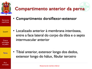Anatomia do membro inferior
Estruturas
superficiais
Quadril
Coxa e
articulação
do joelho
Perna
Pé e
tornozelo
Compartimento anterior da perna
● Compartimento dorsiflexor-extensor
● Localizado anterior à membrana interóssea,
entre a face lateral do corpo da tíbia e o septo
intermuscular anterior
● Tibial anterior, extensor longo dos dedos,
extensor longo do hálux, fibular terceiro
 