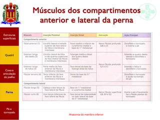Anatomia do membro inferior
Músculos dos compartimentos
anterior e lateral da perna
Estruturas
superficiais
Quadril
Coxa e
articulação
do joelho
Perna
Pé e
tornozelo
 