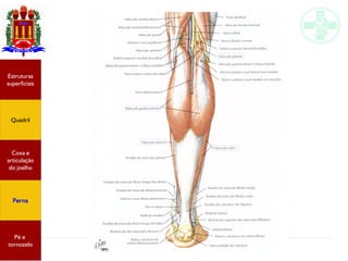 Anatomia do membro inferior
Estruturas
superficiais
Quadril
Coxa e
articulação
do joelho
Perna
Pé e
tornozelo
 