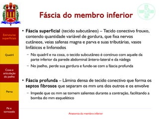 Anatomia do membro inferior
Fáscia do membro inferior
●
Fáscia superficial (tecido subcutâneo) – Tecido conectivo frouxo,
contendo quantidade variável de gordura, que fixa nervos
cutâneos, veias safenas magna e parva e suas tributárias, vasos
linfáticos e linfonodos
– No quadril e na coxa, o tecido subcutâneo é contínuo com aquele da
parte inferior da parede abdominal ântero-lateral e da nádega
– No joelho, perde sua gordura e funde-se com a fáscia profunda
●
Fáscia profunda – Lâmina densa de tecido conectivo que forma os
septos fibrosos que separam os mm uns dos outros e os envolve
– Impede que os mm se tornem salientes durante a contração, facilitando a
bomba do mm esquelético
Estruturas
superficiais
Quadril
Coxa e
articulação
do joelho
Perna
Pé e
tornozelo
 
