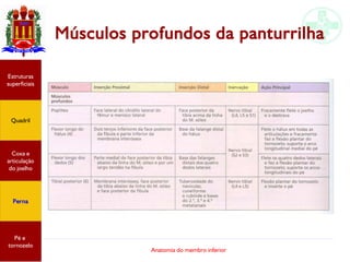 Anatomia do membro inferior
Músculos profundos da panturrilha
Estruturas
superficiais
Quadril
Coxa e
articulação
do joelho
Perna
Pé e
tornozelo
 