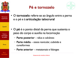 Anatomia do membro inferior
Pé e tornozelo
● O tornozelo refere-se ao ângulo entre a perna
e o pé e à articulação talocrural
●
O pé é o ponto distal da perna que sustenta o
peso do corpo e auxilia na locomoção
– Parte posterior – tálus e calcâneo
– Parte média – ossos navicular, cubóide e
cuneiformes
– Parte anterior – metatarsais e falanges
Estruturas
superficiais
Quadril
Coxa e
articulação
do joelho
Perna
Pé e
tornozelo
 