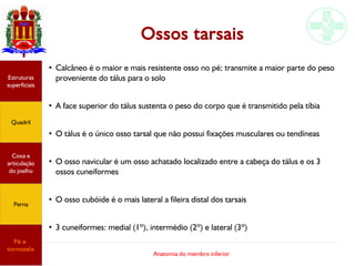 Anatomia do membro inferior
Ossos tarsais
●
Calcâneo é o maior e mais resistente osso no pé; transmite a maior parte do peso
proveniente do tálus para o solo
●
A face superior do tálus sustenta o peso do corpo que é transmitido pela tíbia
●
O tálus é o único osso tarsal que não possui fixações musculares ou tendíneas
●
O osso navicular é um osso achatado localizado entre a cabeça do tálus e os 3
ossos cuneiformes
●
O osso cubóide é o mais lateral a fileira distal dos tarsais
●
3 cuneiformes: medial (1º), intermédio (2º) e lateral (3º)
Estruturas
superficiais
Quadril
Coxa e
articulação
do joelho
Perna
Pé e
tornozelo
 