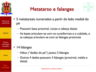 Anatomia do membro inferior
Metatarso e falanges
●
5 metatarsais numerados a partir do lado medial do
pé
– Possuem base proximal, corpo e cabeça distais
– As bases articulam-se com os cuneiformes e o cubóide, e
as cabeças articulam-se com as falanges proximais
●
14 falanges
– Hálux (“dedão do pé”) possui 2 falanges
– Outros 4 dedos possuem 3 falanges (proximal, média e
distal)
Estruturas
superficiais
Quadril
Coxa e
articulação
do joelho
Perna
Pé e
tornozelo
 