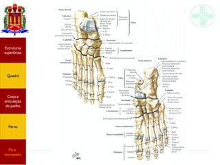 Anatomia do membro inferior
Estruturas
superficiais
Quadril
Coxa e
articulação
do joelho
Perna
Pé e
tornozelo
 