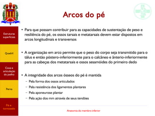 Anatomia do membro inferior
Arcos do pé
●
Para que possam contribuir para as capacidades de sustentação de peso e
resiliência do pé, os ossos tarsais e metatarsais devem estar dispostos em
arcos longitudinais e transversos
●
A organização em arco permite que o peso do corpo seja transmitido para o
tálus e então póstero-inferiormente para o calcâneo e ânterio-inferiormente
para as cabeças dos metatarsais e ossos sesamóides do primeiro dedo
●
A integridade dos arcos ósseos do pé é mantida
– Pela forma dos ossos articulados
– Pela resistência dos ligamentos plantares
– Pela aponeurose plantar
– Pela ação dos mm através de seus tendões
Estruturas
superficiais
Quadril
Coxa e
articulação
do joelho
Perna
Pé e
tornozelo
 