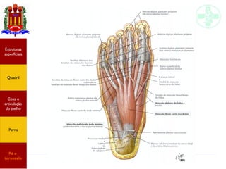 Anatomia do membro inferior
Estruturas
superficiais
Quadril
Coxa e
articulação
do joelho
Perna
Pé e
tornozelo
 