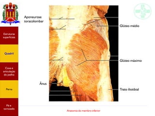 Anatomia do membro inferior
Ânus
Glúteo médio
Glúteo máximo
Trato iliotibial
Aponeurose
toracolombar
Estruturas
superficia...