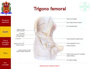 Anatomia do membro inferior
Trígono femoral
Estruturas
superficiais
Quadril
Coxa e
articulação
do joelho
Perna
Pé e
tornoz...