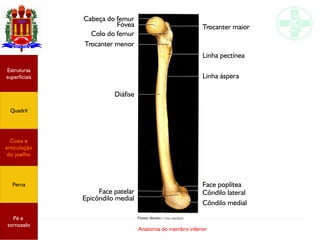 Anatomia do membro inferior
Cabeça do femur
Fóvea
Colo do femur
Trocanter menor
Diáfise
Face patelar
Epicôndilo medial
Côn...