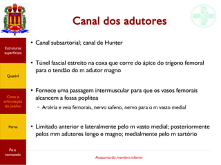Anatomia do membro inferior
Canal dos adutores
●
Canal subsartorial; canal de Hunter
●
Túnel fascial estreito na coxa que ...