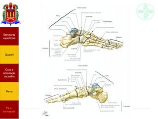 Anatomia do membro inferior
Estruturas
superficiais
Quadril
Coxa e
articulação
do joelho
Perna
Pé e
tornozelo
 