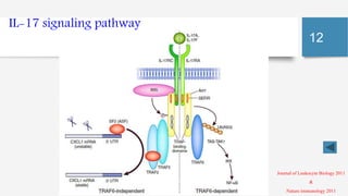 Il 17 signaling pathway a new therapeutic target | PPTX
