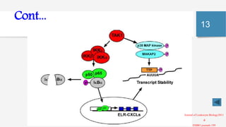 Il 17 signaling pathway a new therapeutic target | PPTX