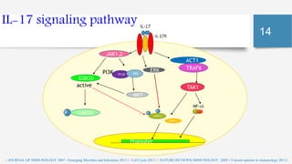 Il 17 signaling pathway a new therapeutic target | PPTX