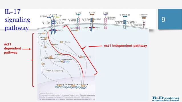 Il 17 signaling pathway a new therapeutic target | PPT