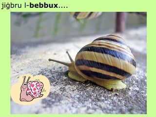 jiġbru l- bebbux .... 