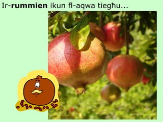 Ir- rummien  ikun fl-aqwa tiegħu... 