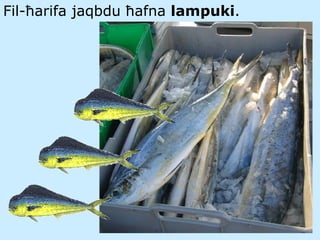 Fil- ħarifa jaqbdu ħafna  lampuki . 