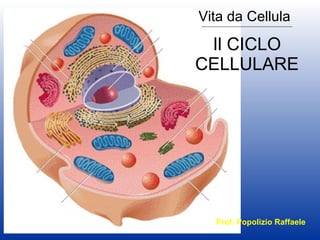 Il CICLO CELLULARE Vita da Cellula Prof. Popolizio Raffaele 