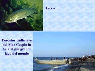 Il Lago