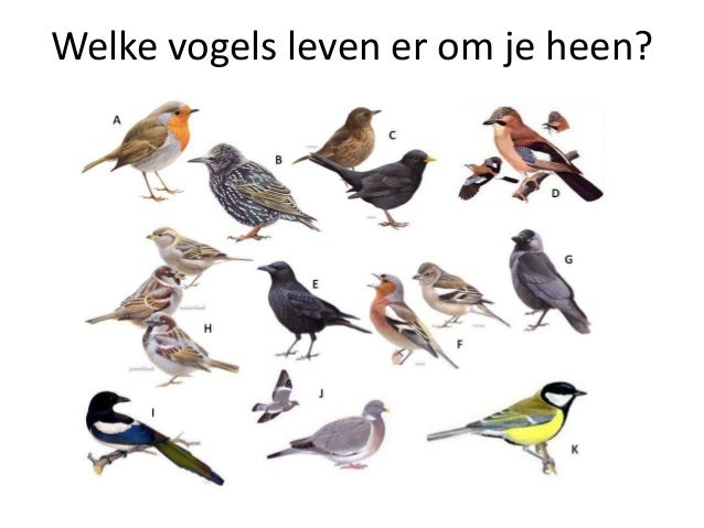 Beleef het waddenecosysteem met trekvogels