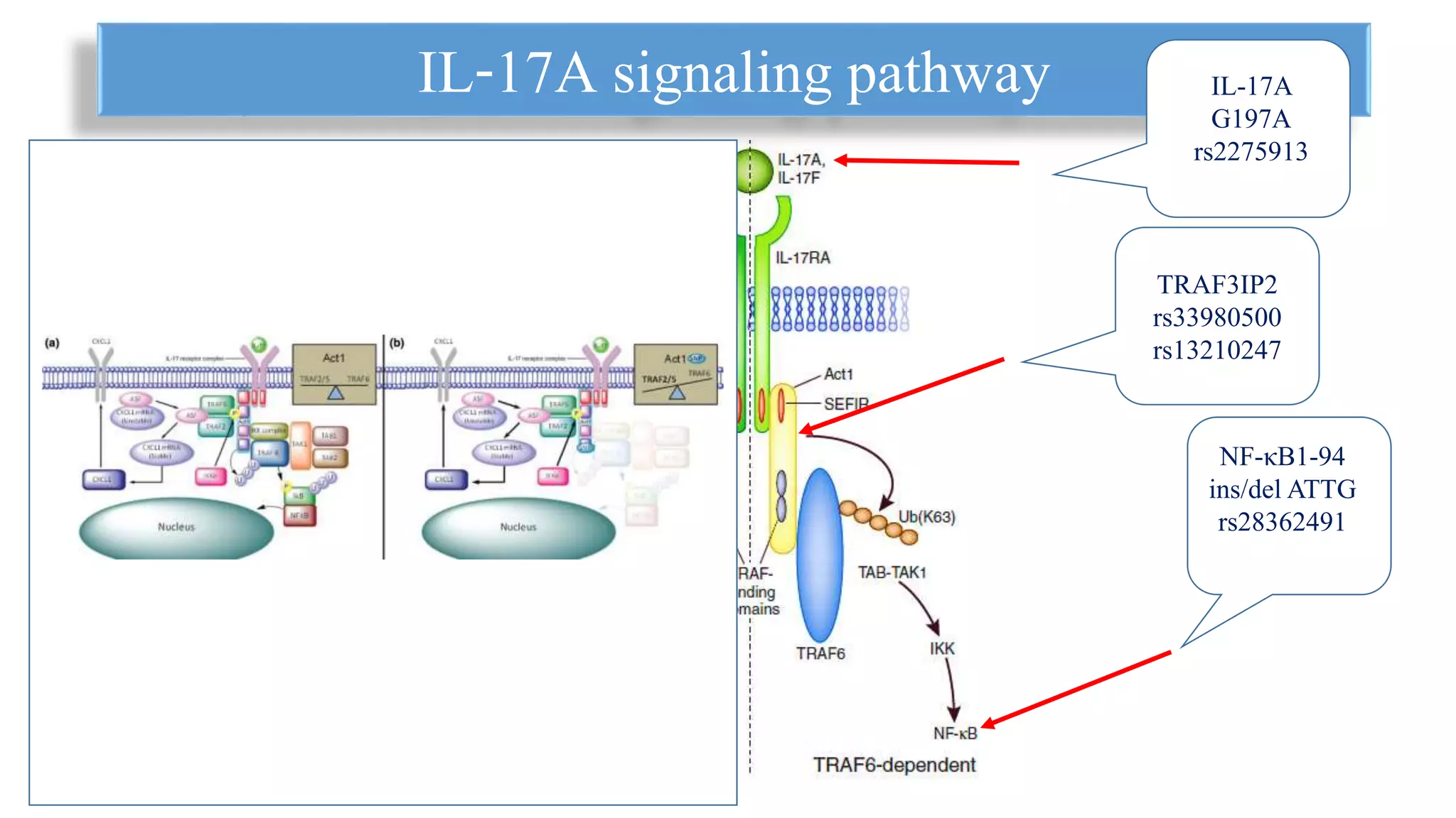 IL-17A signaling pathway
TRAF3IP2
rs33980500
rs13210247
IL-17A
G197A
rs2275913
NF-κB1-94
ins/del ATTG
rs28362491
 