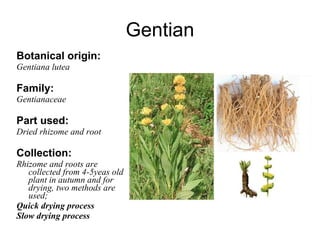 Gentian Botanical origin: Gentiana lutea Family: Gentianaceae Part used: Dried rhizome and root Collection: Rhizome and roots are collected from 4-5yeas old plant in autumn and for drying, two methods are used; Quick drying process Slow drying process 