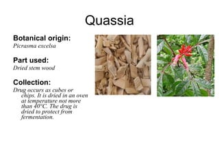 Quassia Botanical origin: Picrasma excelsa Part used: Dried stem wood Collection: Drug occurs as cubes or chips. It is dried in an oven at temperature not more than 40°C. The drug is dried to protect from fermentation. 