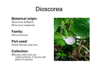 Dioscorea Botanical origin: Dioscorea bulbifera Dioscorea composita Family: Dioscoreaceae Part used: Dried rhizome and root Collection: Rhizome and roots are collected from 3-5years old plant in autumn. 
