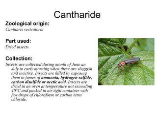 Cantharide  Zoological origin: Cantharis vesicatoria Part used: Dried insects Collection: Insects are collected during month of June an July in early morning when these are sluggish and inactive. Insects are killed by exposing them to fumes of  ammonia, hydrogen sulfide, carbon disulfide or acetic acid . Insects are dried in an oven at temperature not exceeding 40°C and packed in air tight container with few drops of chloroform or carbon tetra chloride. 