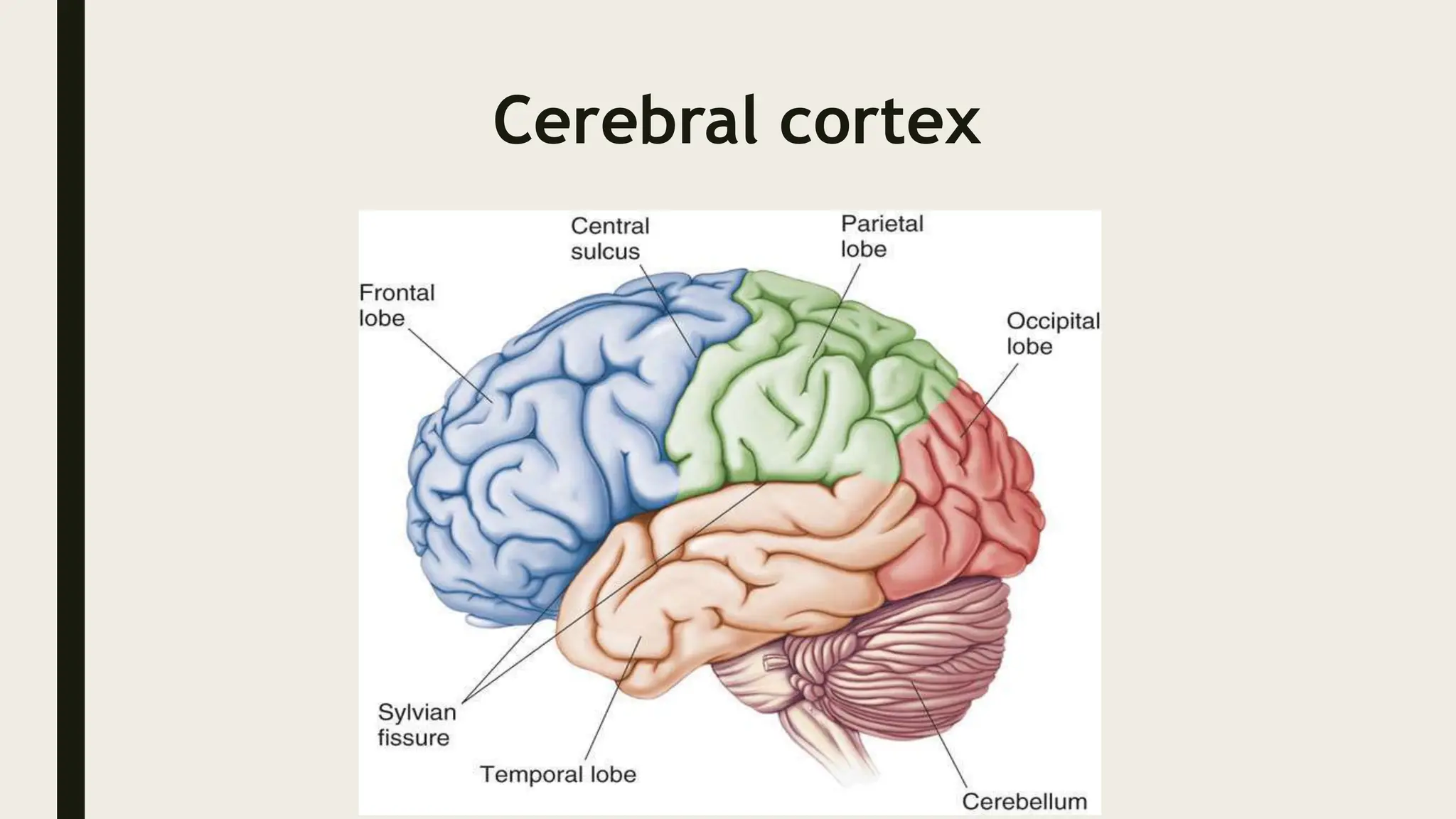 Cerebral cortex
 