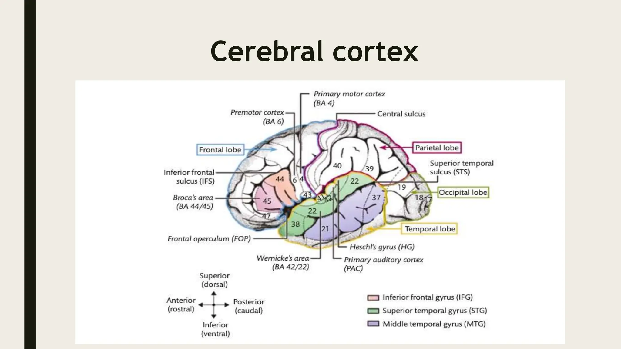 Cerebral cortex
 
