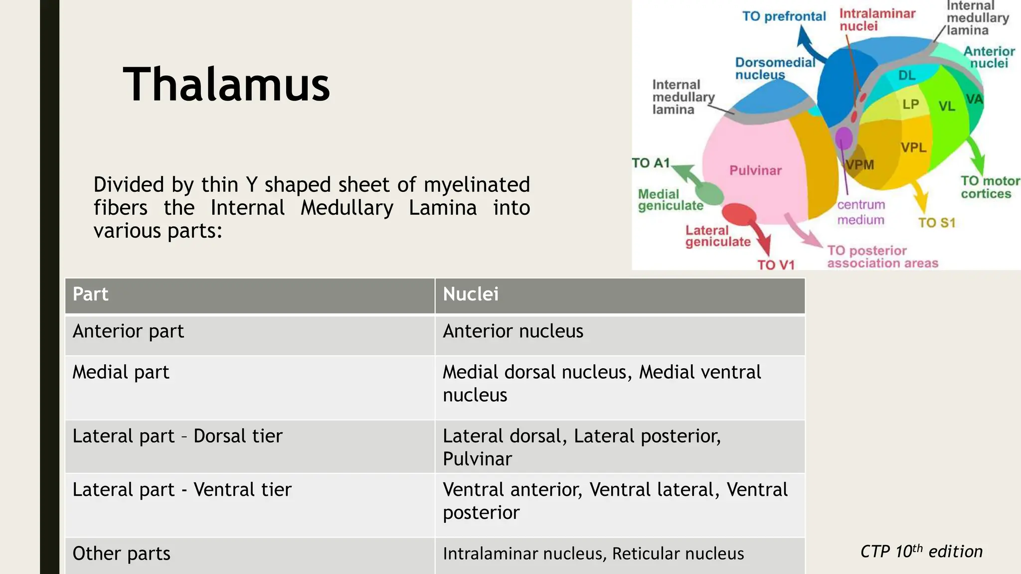 Thalamus
Divided by thin Y shaped sheet of myelinated
fibers the Internal Medullary Lamina into
various parts:
Part Nuclei
Anterior part Anterior nucleus
Medial part Medial dorsal nucleus, Medial ventral
nucleus
Lateral part – Dorsal tier Lateral dorsal, Lateral posterior,
Pulvinar
Lateral part - Ventral tier Ventral anterior, Ventral lateral, Ventral
posterior
Other parts Intralaminar nucleus, Reticular nucleus CTP 10th edition
 