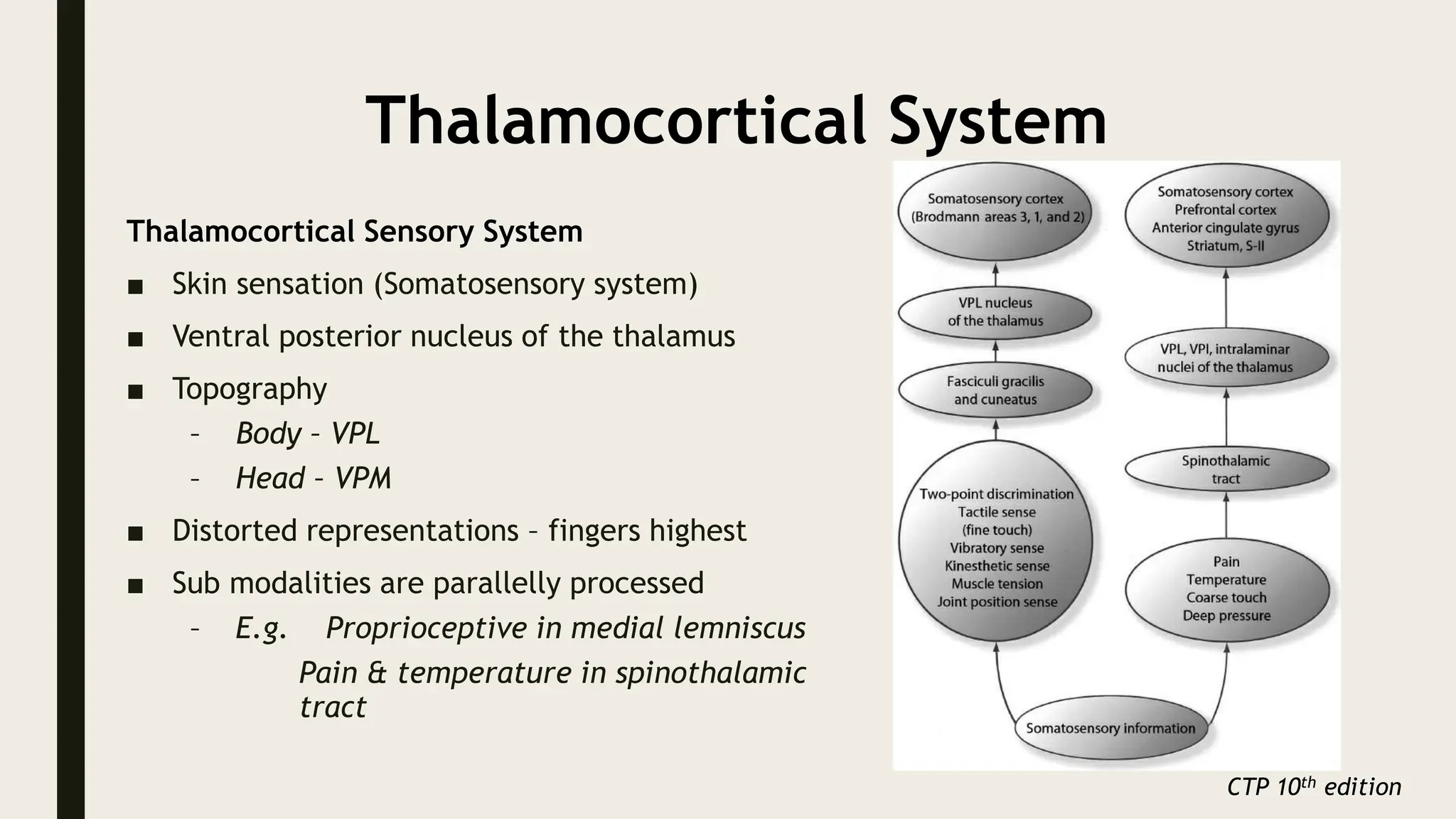 Thalamocortical System
Thalamocortical Sensory System
■ Skin sensation (Somatosensory system)
■ Ventral posterior nucleus of the thalamus
■ Topography
– Body – VPL
– Head – VPM
■ Distorted representations – fingers highest
■ Sub modalities are parallelly processed
– E.g. Proprioceptive in medial lemniscus
Pain & temperature in spinothalamic
tract
CTP 10th edition
 