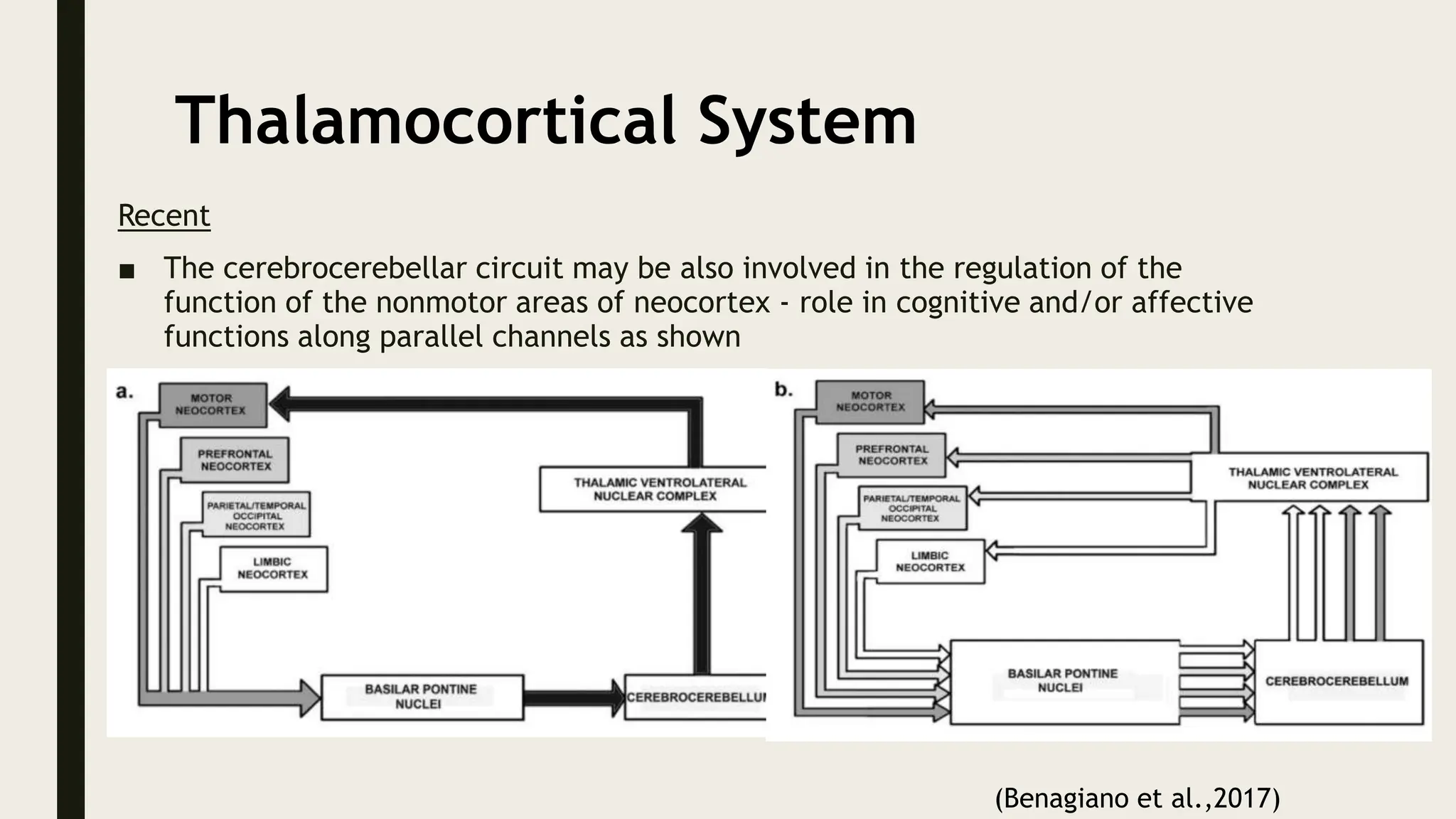 Thalamocortical System
Recent
■ The cerebrocerebellar circuit may be also involved in the regulation of the
function of the nonmotor areas of neocortex - role in cognitive and/or affective
functions along parallel channels as shown
(Benagiano et al.,2017)
 