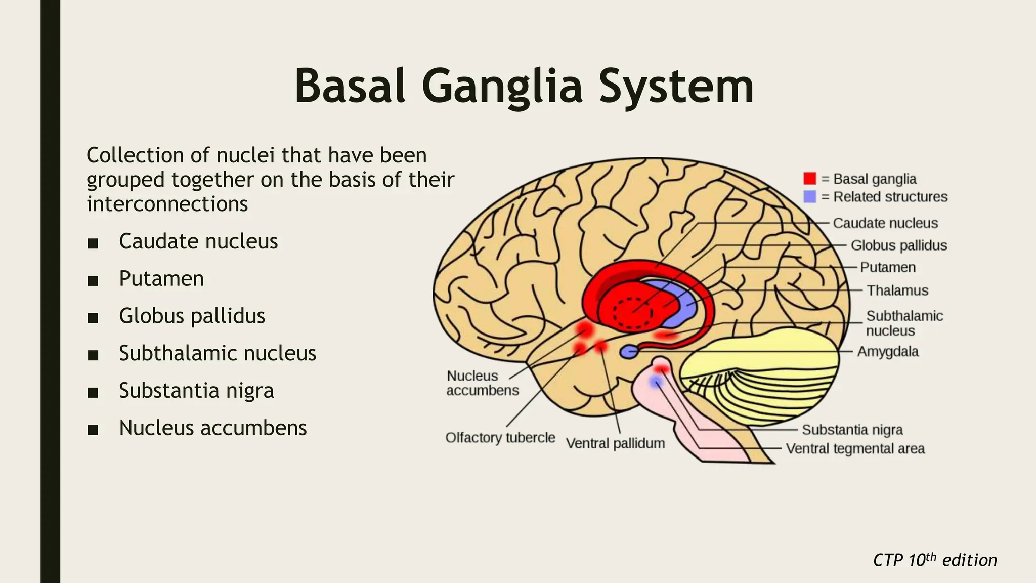 Basal Ganglia System
Collection of nuclei that have been
grouped together on the basis of their
interconnections
■ Caudate nucleus
■ Putamen
■ Globus pallidus
■ Subthalamic nucleus
■ Substantia nigra
■ Nucleus accumbens
CTP 10th edition
 