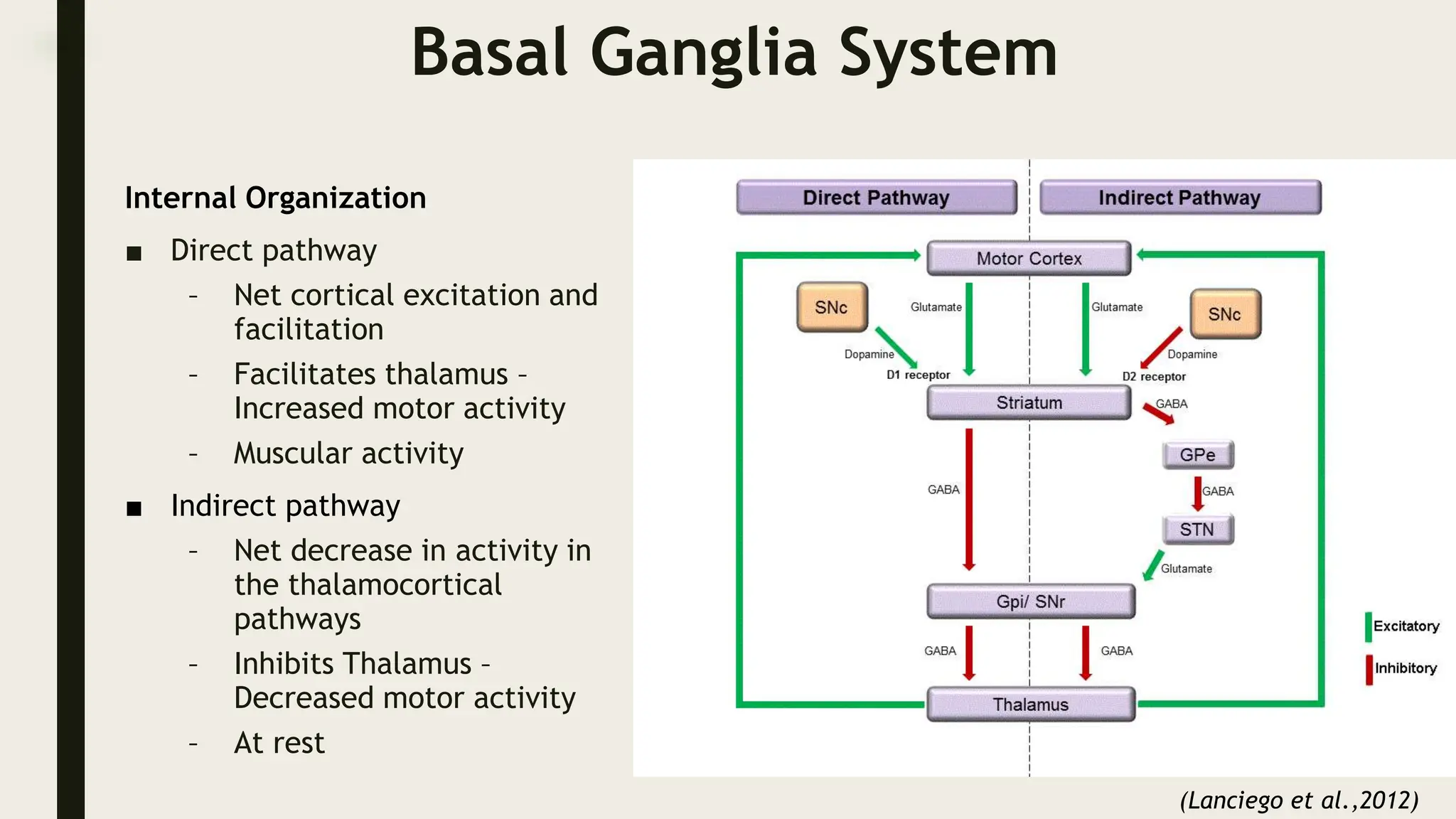Basal Ganglia System
Internal Organization
■ Direct pathway
– Net cortical excitation and
facilitation
– Facilitates thalamus –
Increased motor activity
– Muscular activity
■ Indirect pathway
– Net decrease in activity in
the thalamocortical
pathways
– Inhibits Thalamus –
Decreased motor activity
– At rest
(Lanciego et al.,2012)
 