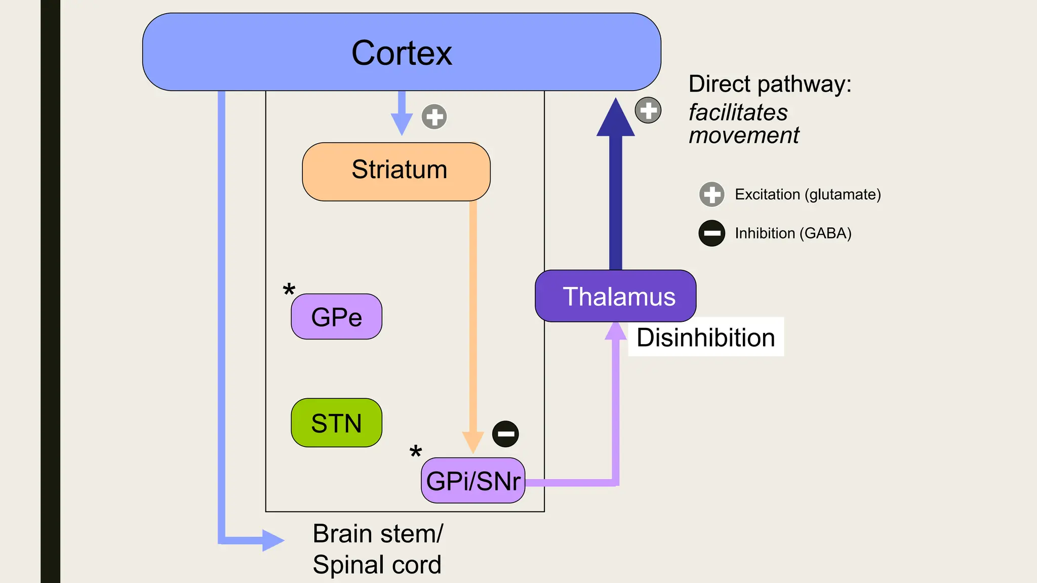 Direct pathway
Brain stem/
Spinal cord
Striatum
Direct pathway:
facilitates
movement
*
GPe
STN
*
Disinhibition
Cortex
GPi/SNr
Excitation (glutamate)
Inhibition (GABA)
Thalamus
 