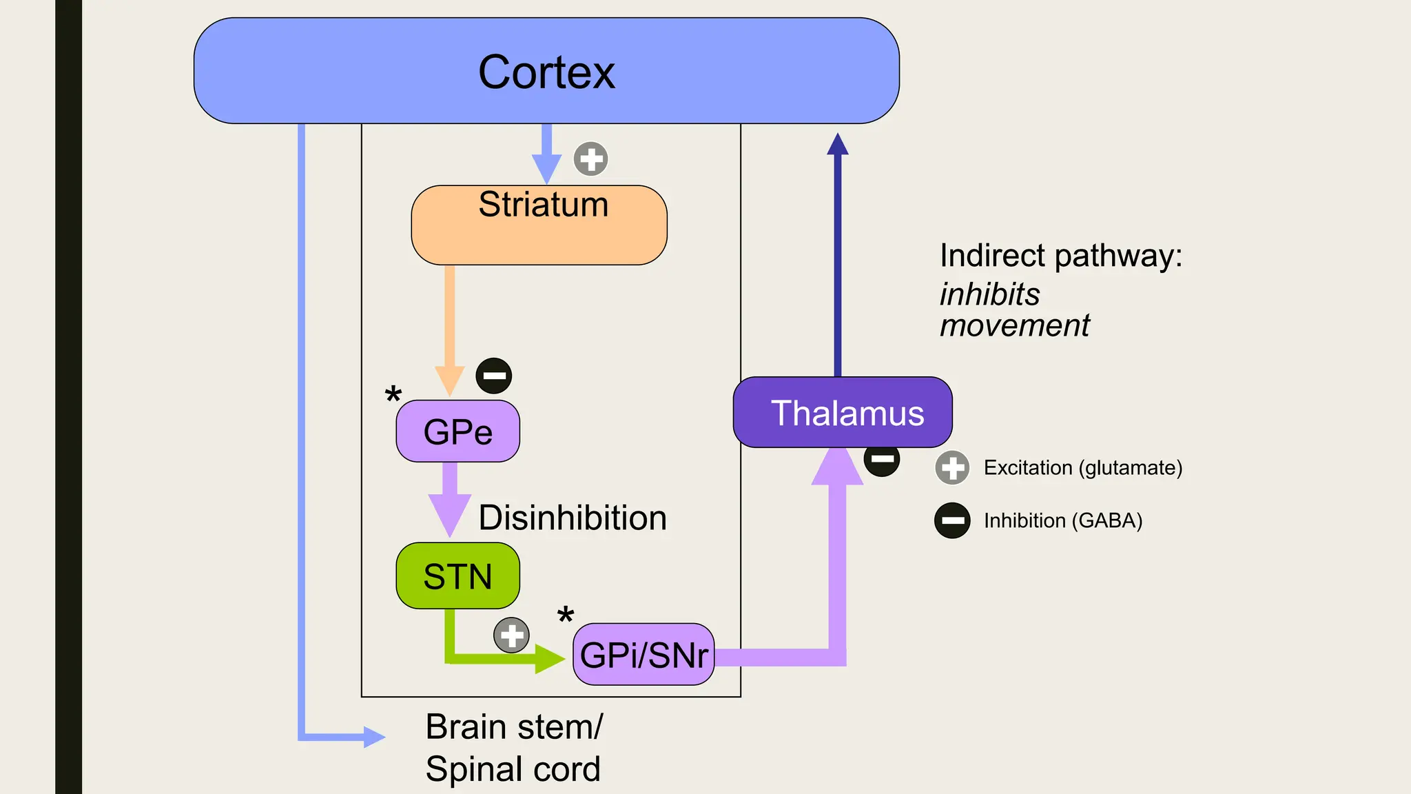Disinhibition
Brain stem/
Spinal cord
Striatum
*
STN
*
Indirect pathway:
inhibits
movement
Cortex
Indirect pathway
GPe
GPi/SNr
Excitation (glutamate)
Inhibition (GABA)
Thalamus
 
