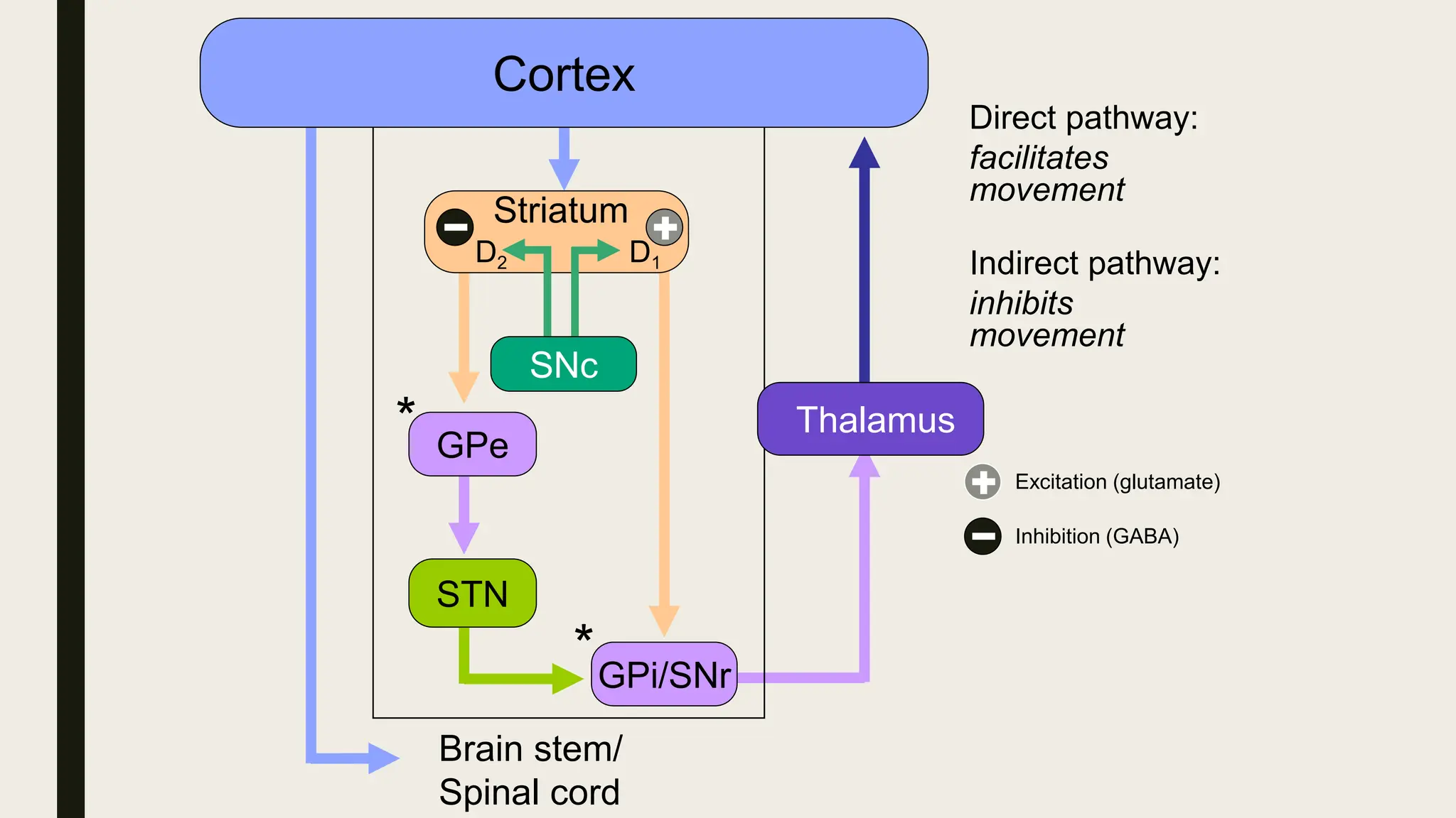 Cortex
Brain stem/
Spinal cord
GPi/SNr
Striatum
Direct pathway:
facilitates
movement
*
GPe
STN
*
Indirect pathway:
inhibits
movement
D1
D2
SNc
Excitation (glutamate)
Inhibition (GABA)
Thalamus
 