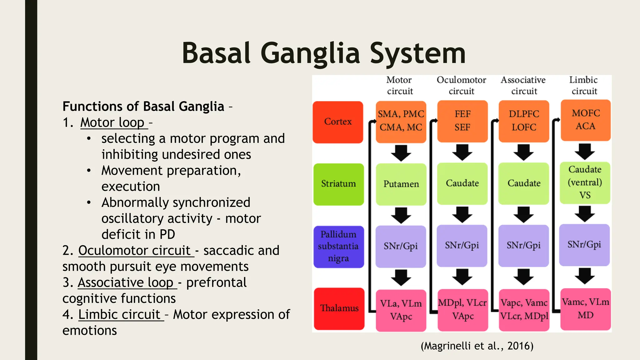 Basal Ganglia System
Functions of Basal Ganglia –
1. Motor loop –
• selecting a motor program and
inhibiting undesired ones
• Movement preparation,
execution
• Abnormally synchronized
oscillatory activity - motor
deficit in PD
2. Oculomotor circuit - saccadic and
smooth pursuit eye movements
3. Associative loop - prefrontal
cognitive functions
4. Limbic circuit – Motor expression of
emotions
(Magrinelli et al., 2016)
 