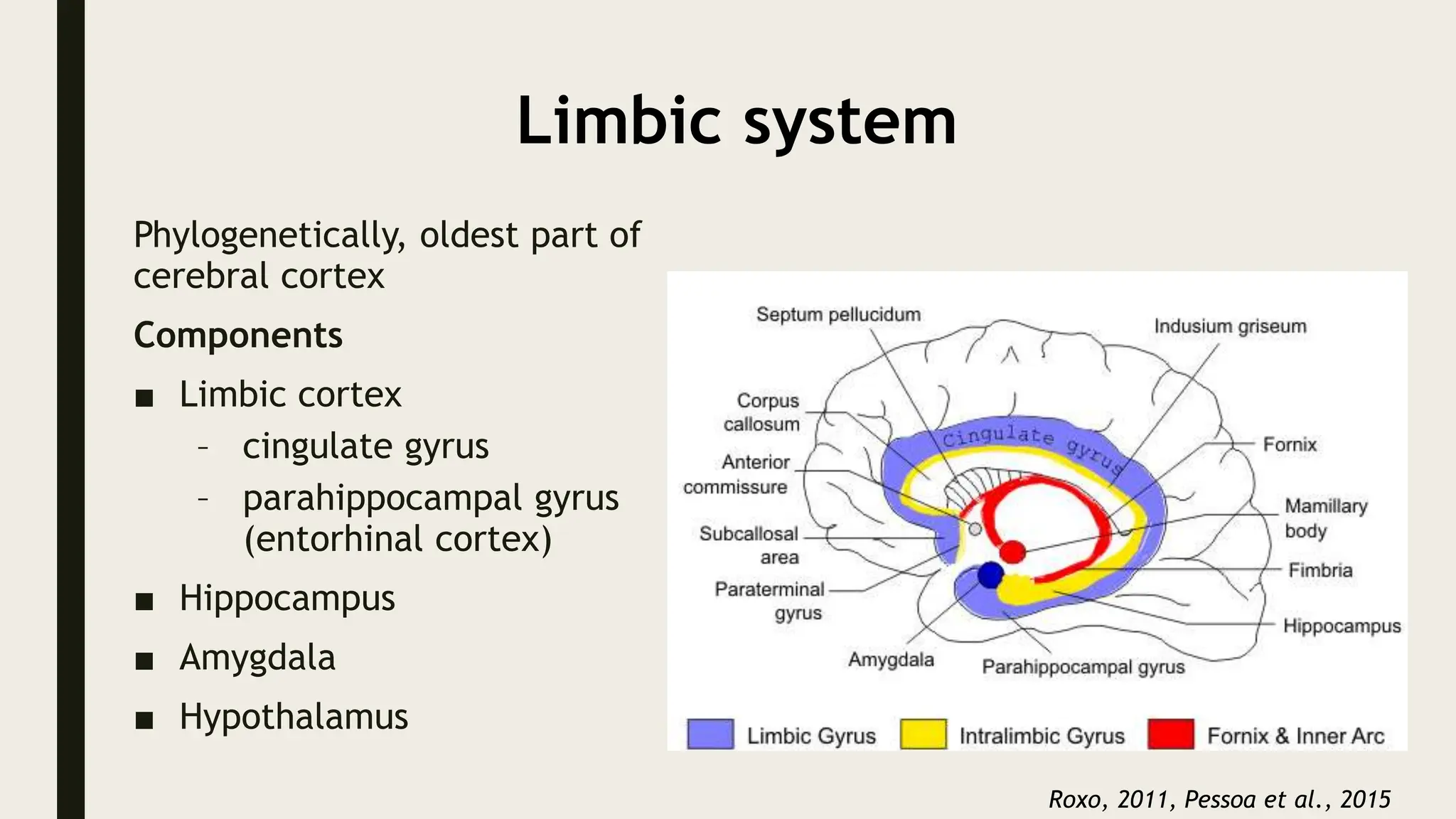 Limbic system
Phylogenetically, oldest part of
cerebral cortex
Components
■ Limbic cortex
– cingulate gyrus
– parahippocampal gyrus
(entorhinal cortex)
■ Hippocampus
■ Amygdala
■ Hypothalamus
Roxo, 2011, Pessoa et al., 2015
 